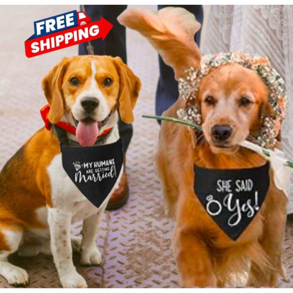 Dog Bandana Collar Wedding Engagement Pictures SET OF 2 Black White Large NWT
